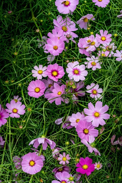 Rosafarbener Blumenboden — Stockfoto