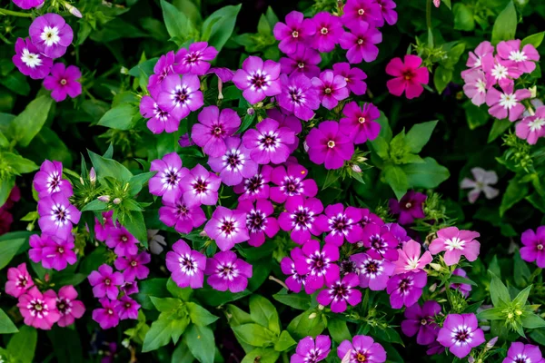 Μοβ λουλούδια δαπέδου — Φωτογραφία Αρχείου