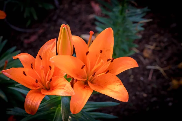 Kwiaty lilii pomarańczowej Zdjęcia Stockowe bez tantiem