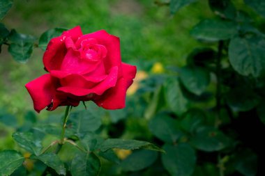 Yeşil yaprakları arka plan üzerinde kırmızı gül