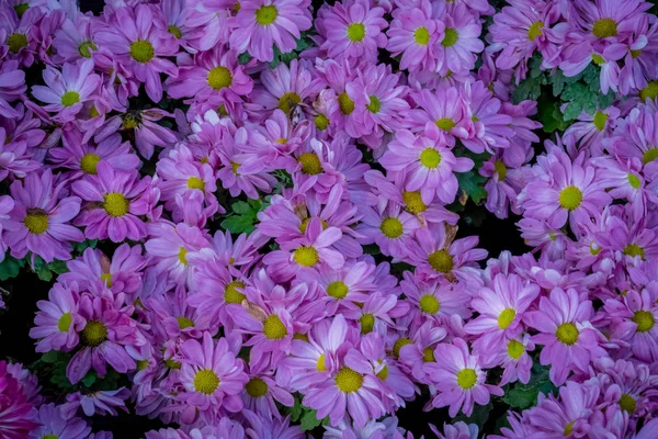 Purple chrysanthemum flowers