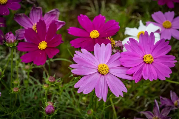 Blüten der Magenta Chrysantheme — Stockfoto