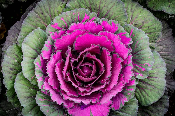 Top view of color cabbage