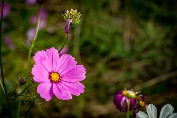 Purpurfarbene Kosmosblume — Stockfoto