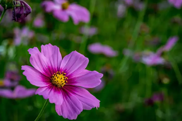 Kwiat fioletowy kosmos — Zdjęcie stockowe