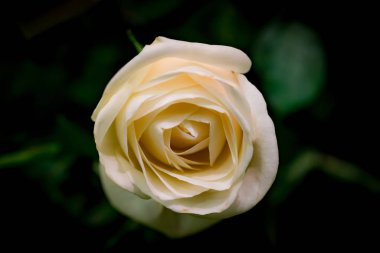 Yeşil yaprakları arka plan üzerinde beyaz gül