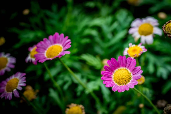 Blüten der Magenta Chrysantheme — Stockfoto