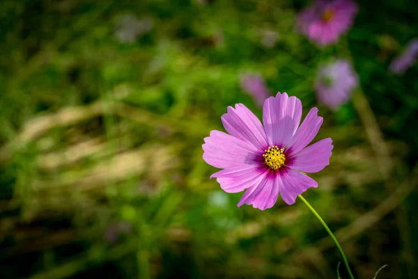 Purple cosmos flower — Stock Photo, Image