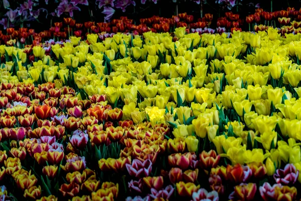 Campo di tulipani variopinti — Foto Stock