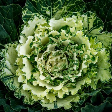 Yeşil lahana Üstten Görünüm