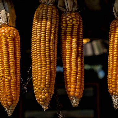 Olgun kurutulmuş Mısır