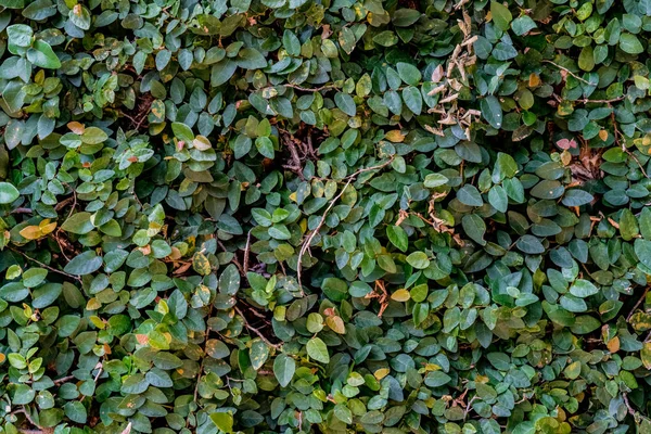 Groene bladeren muur — Stockfoto