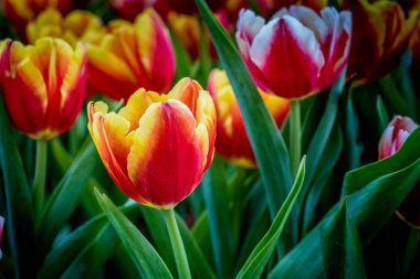 Yeşil arkaplanda kırmızı lale