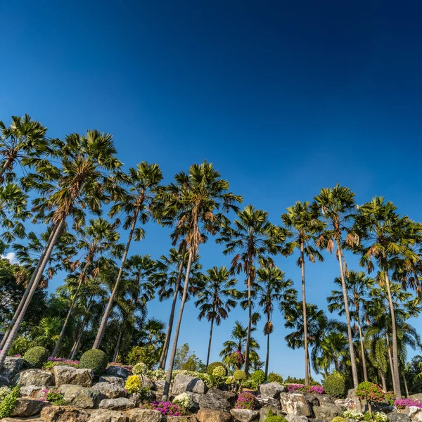 Mavi gökyüzünde palmiye ağaçları — Stok fotoğraf