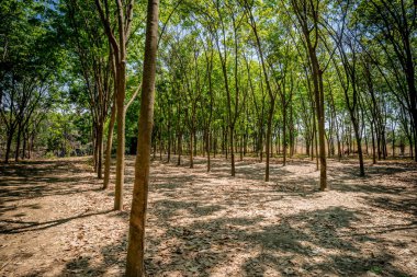 Satır kauçuk ağaçlarının