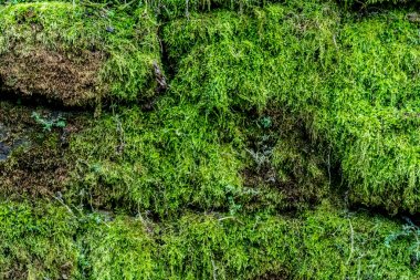 Moss tuğla duvar