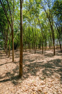 Satır kauçuk ağaçlarının