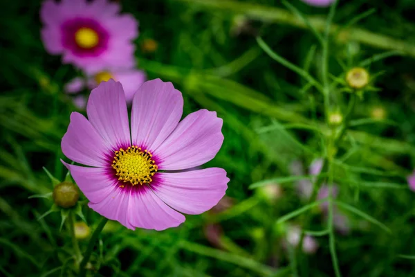 Fioletowy kwiat na zielonych liści — Zdjęcie stockowe