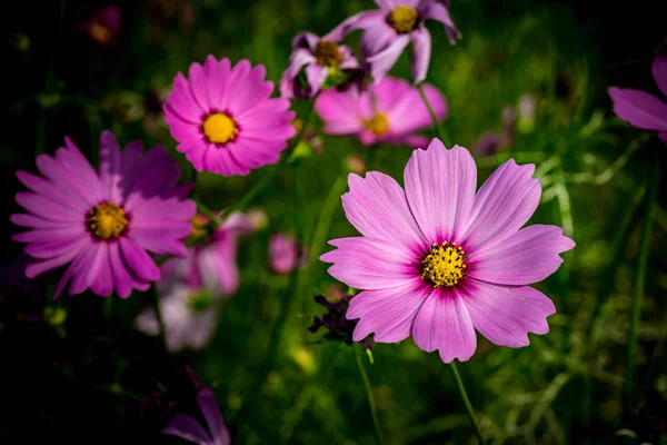 Kwiat fioletowy kosmos — Zdjęcie stockowe