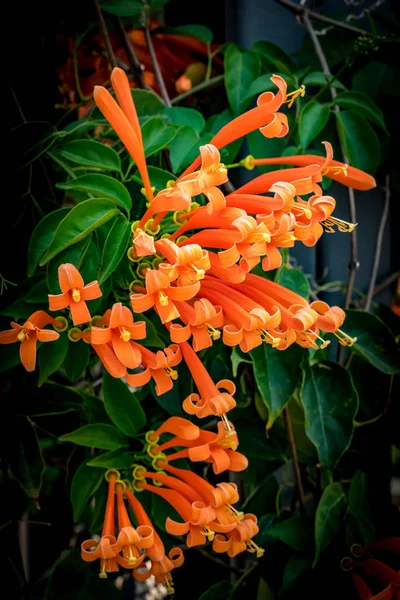 オレンジのトランペットの花 — ストック写真