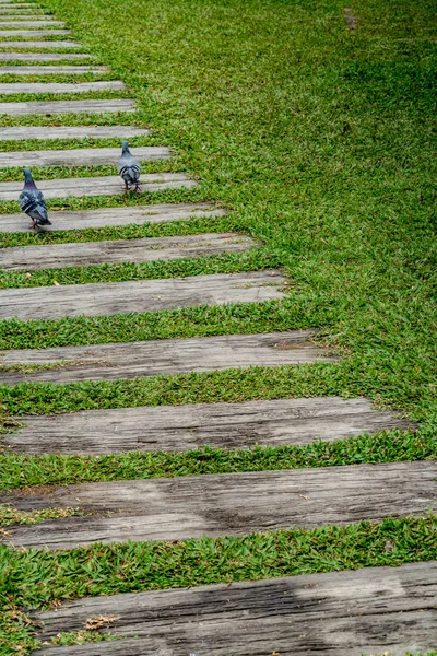 Pathway in the park — Stock Photo, Image