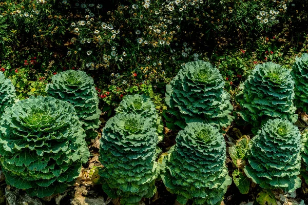 Зелений фантазії капусти — стокове фото
