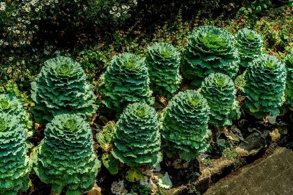 Green fancy cabbage — Stock Photo, Image