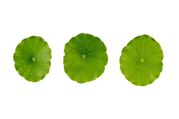 Folha verde em branco — Fotografia de Stock