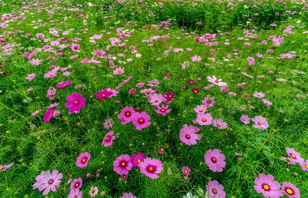 Kosmos fält blomma — Stockfoto