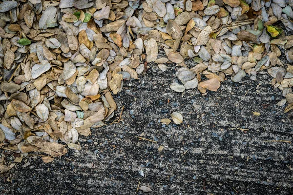 Dry leaves on concrete road — Stock Photo, Image