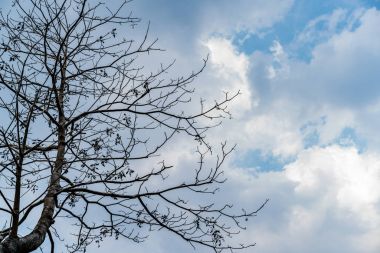 Gökyüzü arka plan üzerinde ölü ağaçlar