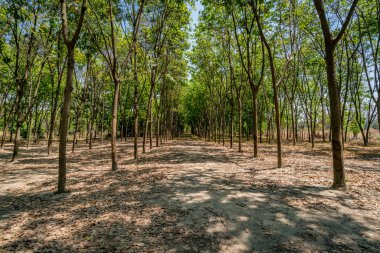 Satır kauçuk ağaçlarının