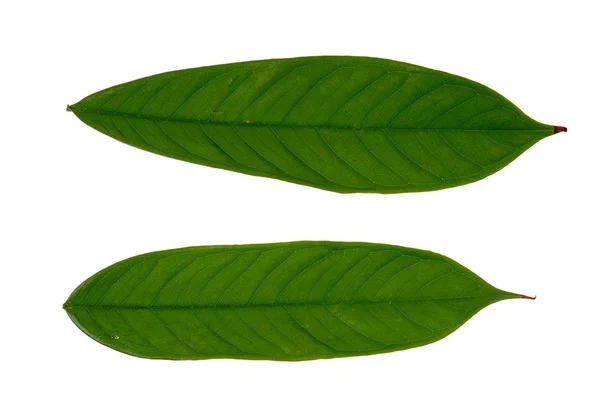 Zielony liść na białym tle — Zdjęcie stockowe