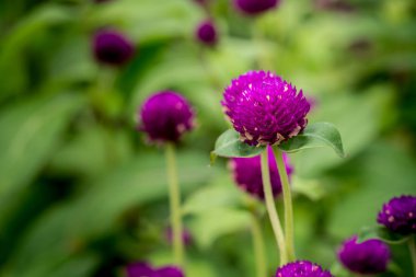 Küre mor yeşil arka plan bulanık