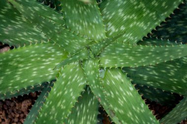 Aloe vera Üstten Görünüm