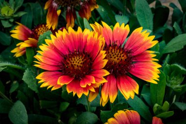 Yeşil yaprakları kırmızı ve sarı çiçek