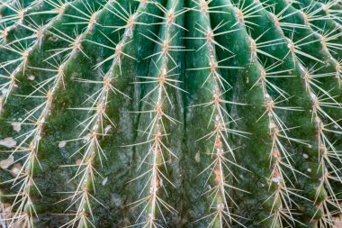 Kaktüs bitki çakıl üzerinde