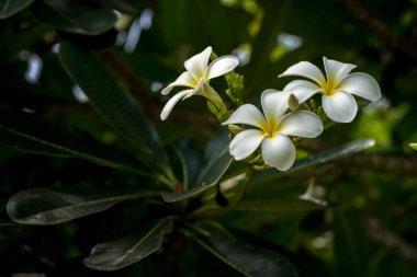 Beyaz Plumeria yeşil yapraklarda