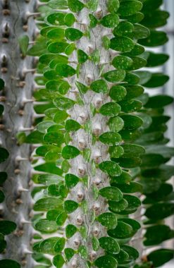 Alluaudia procera drake