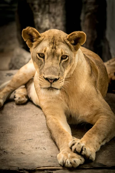 Львица, самка льва — стоковое фото