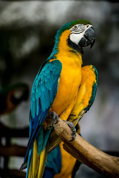 Зеленый и желтый ара на ветке — стоковое фото
