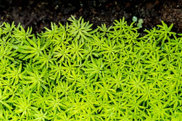 Plantas verdes piso — Foto de Stock