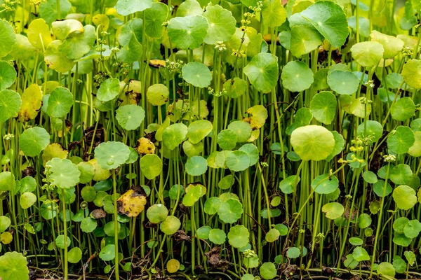 Folhas de gotu kola — Fotografia de Stock