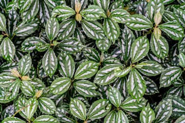 Kat arka plan görüntüsünü yeşil yaprakları