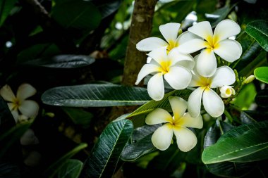 Beyaz Plumeria yeşil yaprakları arka plan üzerinde örümcek ağı ile