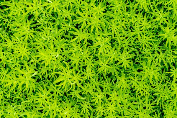 Kriechende Sedum Grüne Pflanzen Boden Hintergrund — Stockfoto