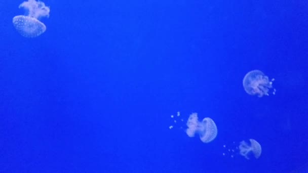 Медузы плавают в аквариуме — стоковое видео