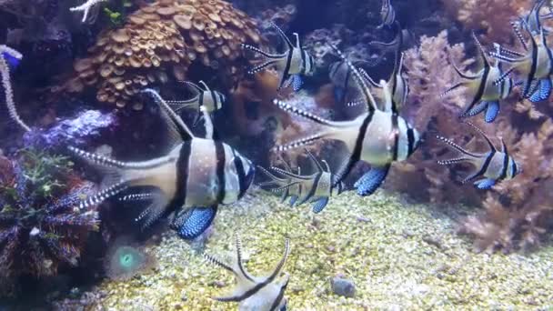 Akwarium z ryba — Wideo stockowe