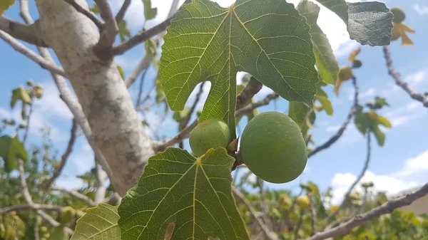 Yüksek ağacında yeşil incir