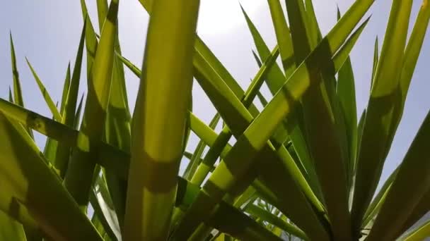 Зелений рис у високих дерев — стокове відео